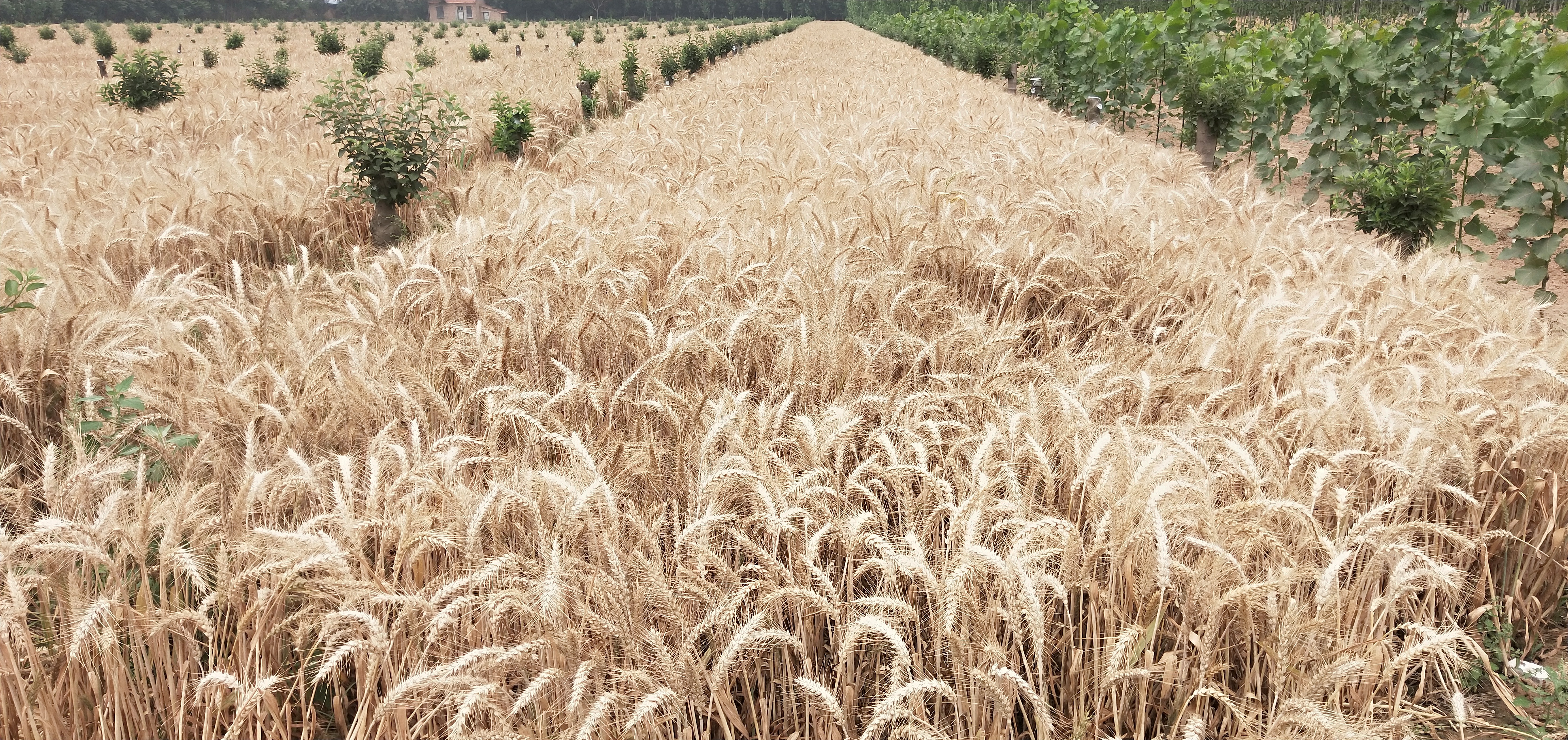 小麦新品种